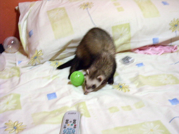 Mi hurón Chico