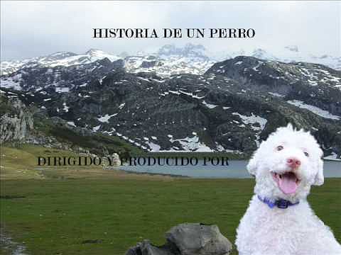 la historia de un perro....