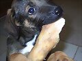 Paddy , primeros d&iacute;as