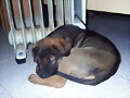 Paddy , combatiendo el frio ...