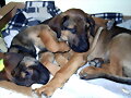 Paddy &amp; Corky , primer d&iacute;a juntos