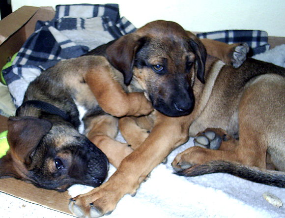 Paddy & Corky , primer día juntos