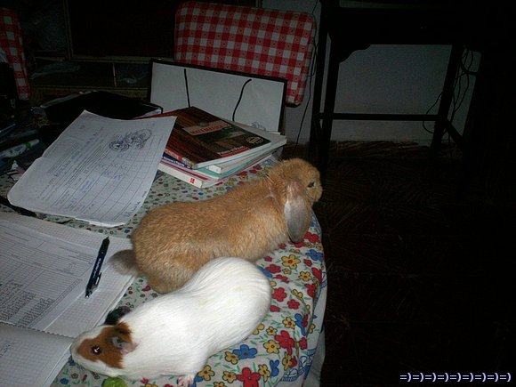 mis bichis estudian conmigo......je