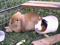 mis peluchitos......descanzando....
