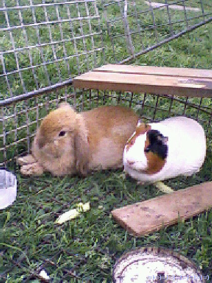 mis peluchitos......descanzando....