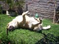 Solita, mi perita