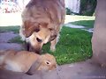 no se lo esta comiendo!!!!!...aunque parece...jaja