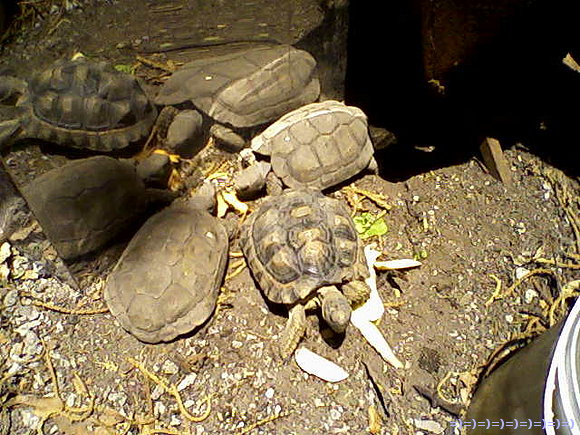 mis tortus...se multiplicaron...jejeje