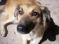 SOLITA...mi perrita linda...