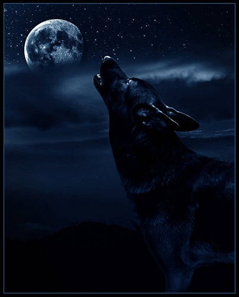 WOLF2