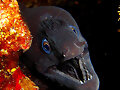 No todas las morenas son iguales