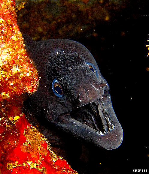 No todas las morenas son iguales