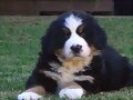 BELLA