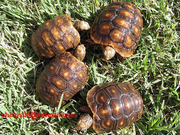 Chelonoidis carbonaria
