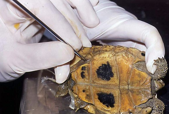 Endoscopia I elongata