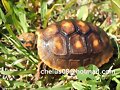 Chelonoidis carbonaria