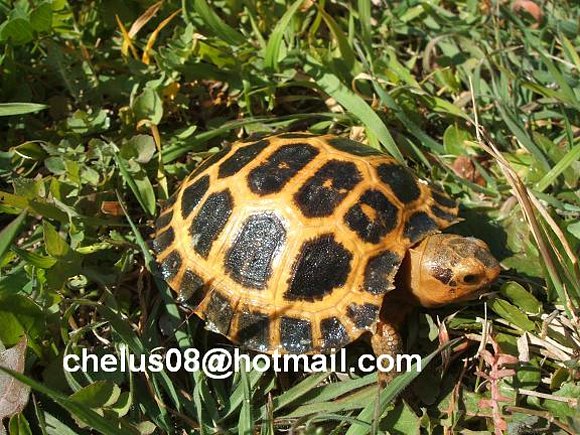 Indotestudo forstenii