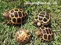 Indotestudo forstenii