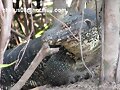 Varanus salvator. Cubadak, Sumatra