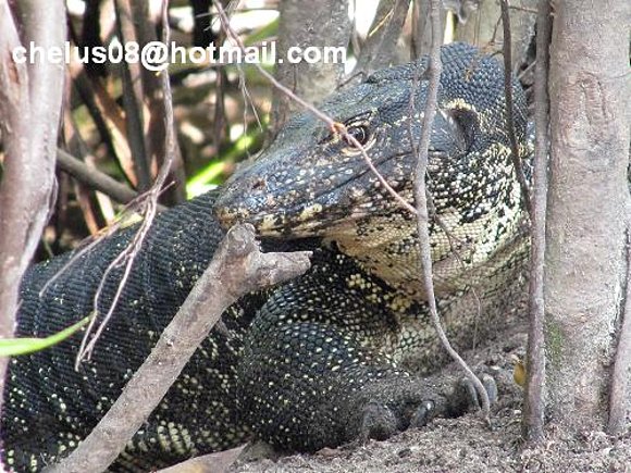 Varanus salvator. Cubadak, Sumatra