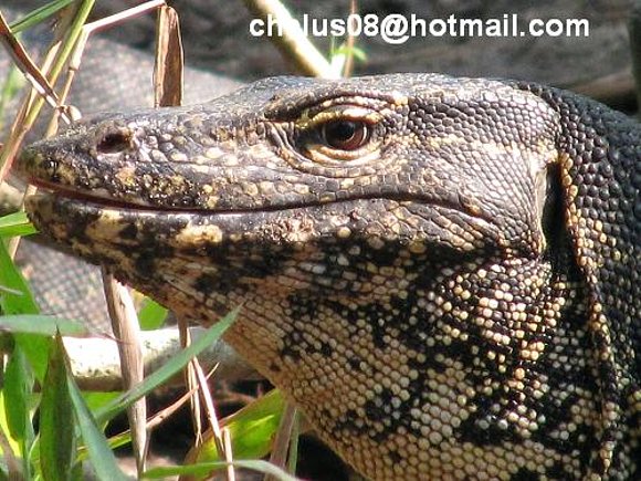 Varanus salvator. Cubadak, Sumatra