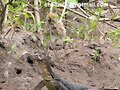 varanus salvator. Cubadak, Sumatra