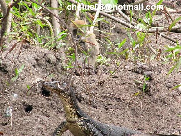 varanus salvator. Cubadak, Sumatra