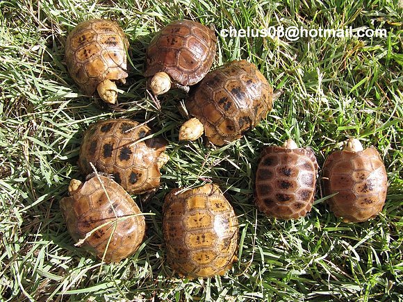 Indotestudo elongata
