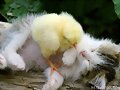 Patito y Martin