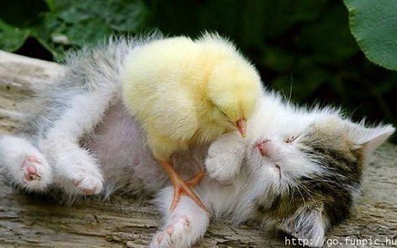 Patito y Martin