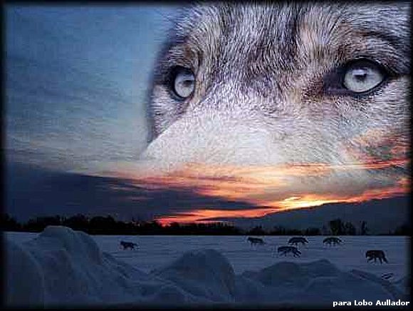 LOS PENSAMIENTOS DE LOBO