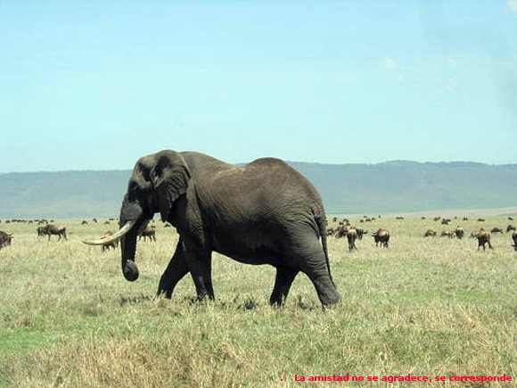 EL MISTERIO DEL ELEFANTE