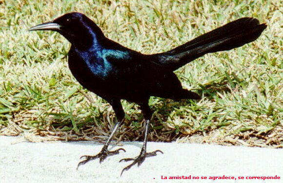 PAJARO NEGRO Carlos De Bella