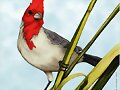LEYENDA CALCHAQU&Iacute;  EL CARDENAL