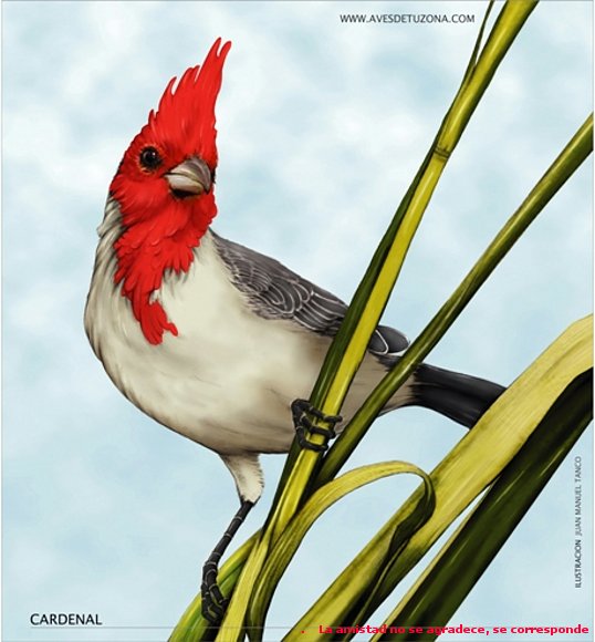 LEYENDA CALCHAQUÍ  EL CARDENAL