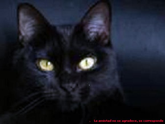 El gato negro -Edgar Allan Poe