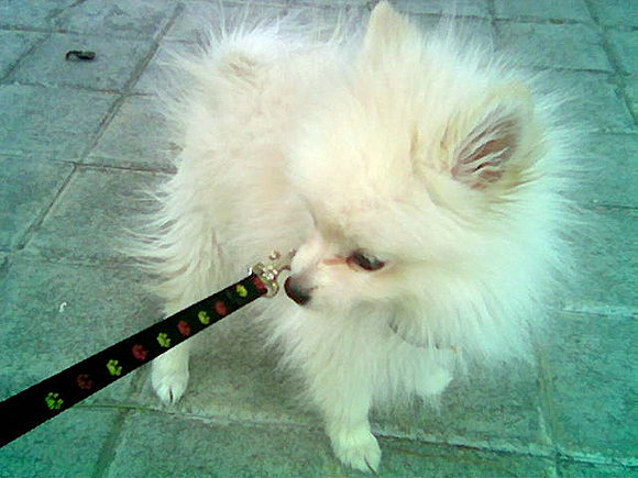 leon