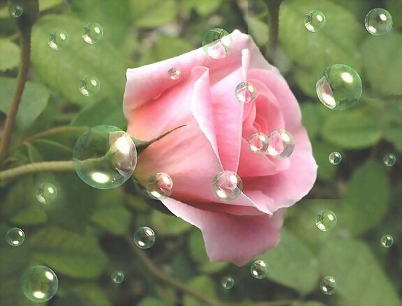 ESTA ROSA ES PARA TI, CON CARIÑO
