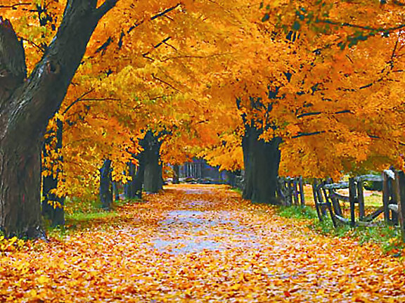 MARAVILLOSO OTOÑO