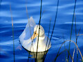 UN PATO BLANCO