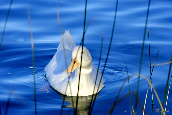 UN PATO BLANCO