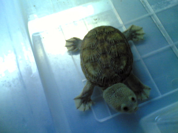claudius angustatus