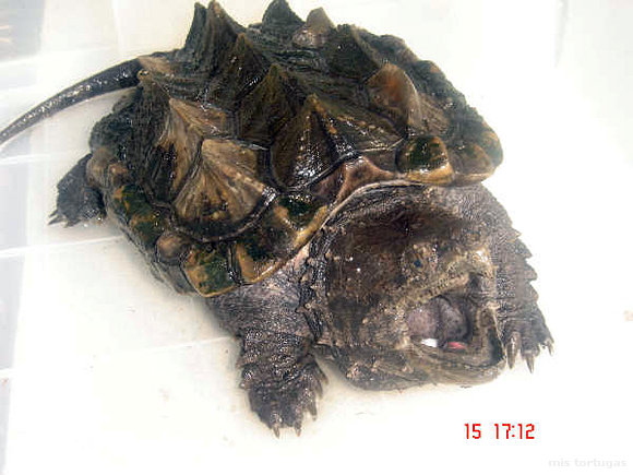 macroclemys temmincki