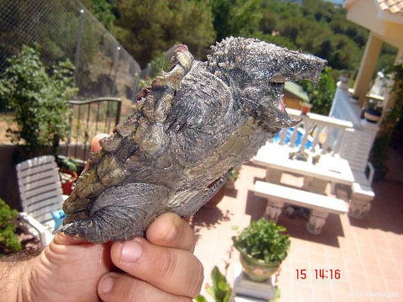 macroclemys temmincki