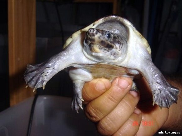 staurotypus triporcatus