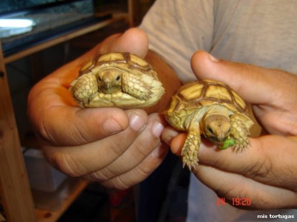 geochelone sulcata