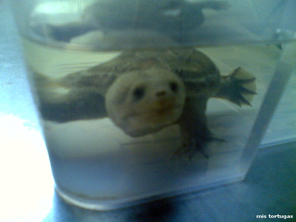 claudius angustatus