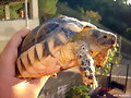 testudo marginata