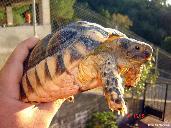 testudo marginata
