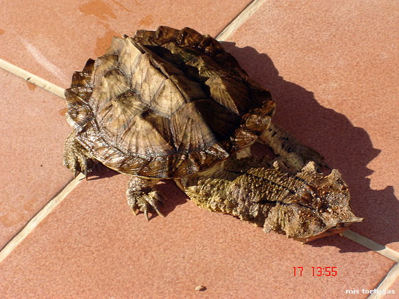 chelus fimbriatus